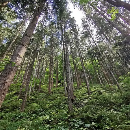 Mountain * Strobl